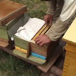 the.nolinsk.beekeeping3