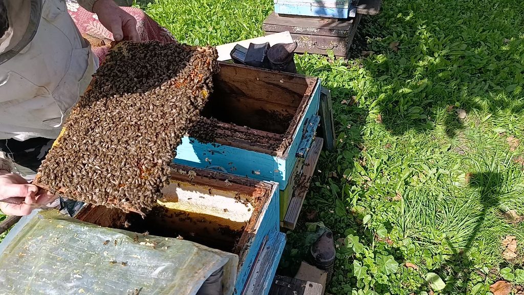 Гнездовая рамка с пчелой в первом корпусе