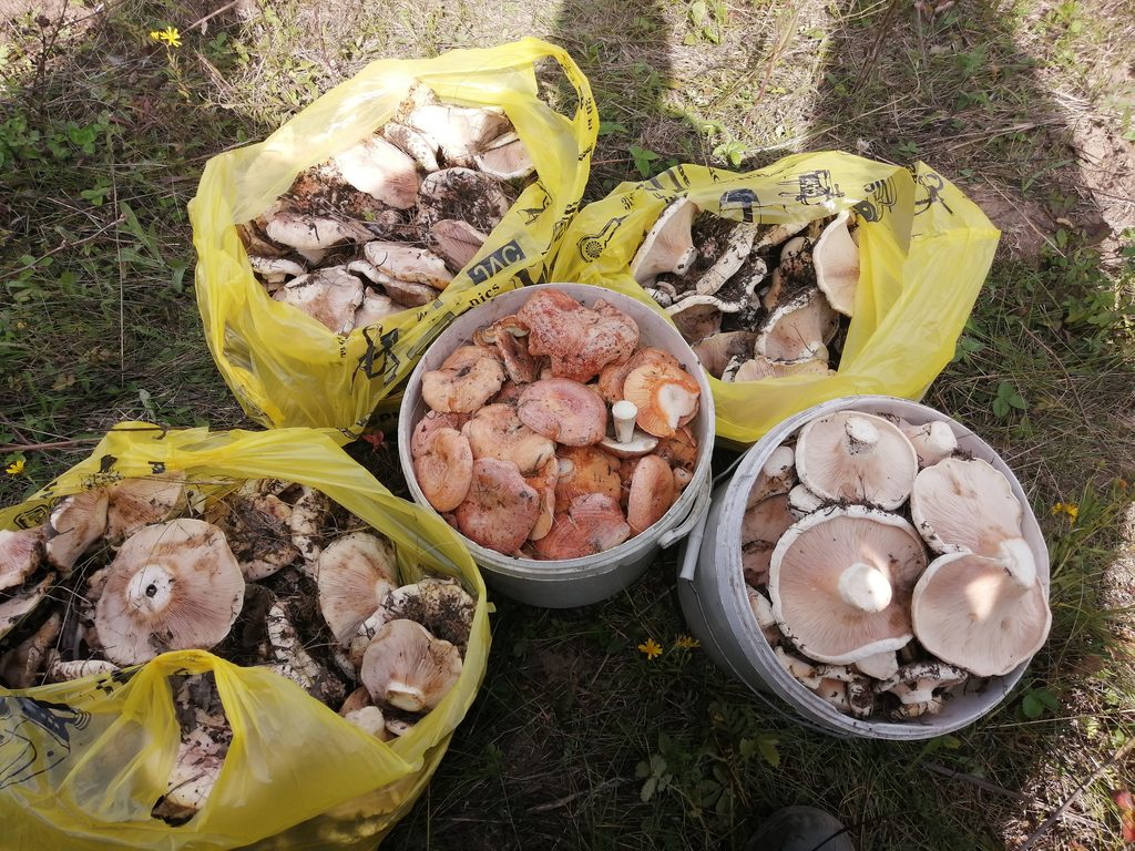 Тихая охота удалась