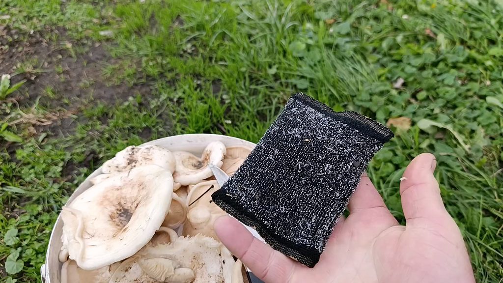 Ивовые грузди мою губкой