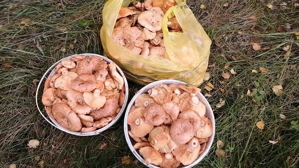 Результат сбора рыжиков