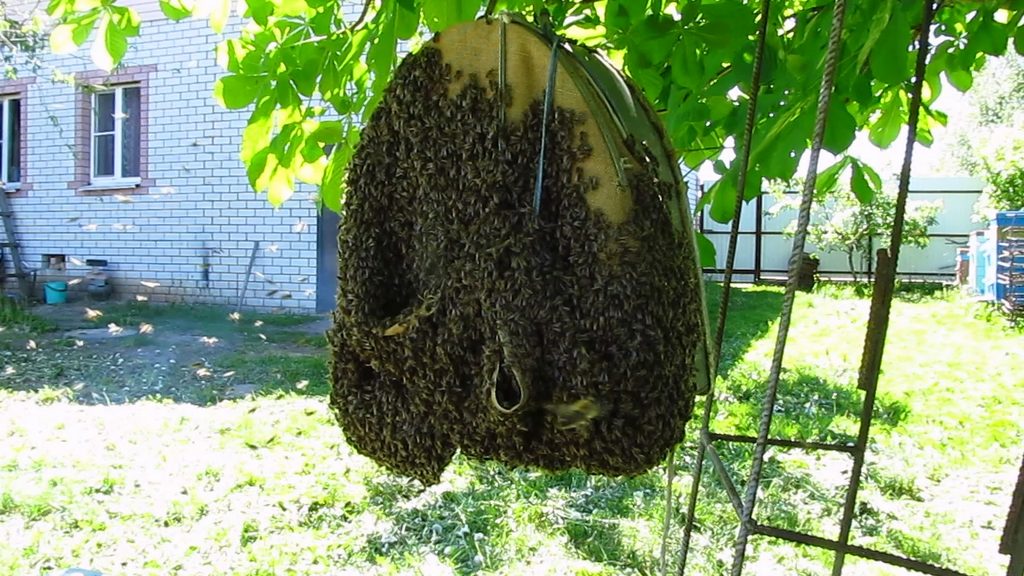 Рой в роевне